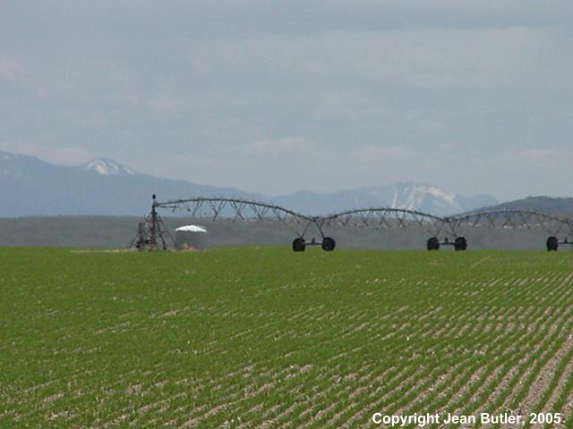 Field of Barley