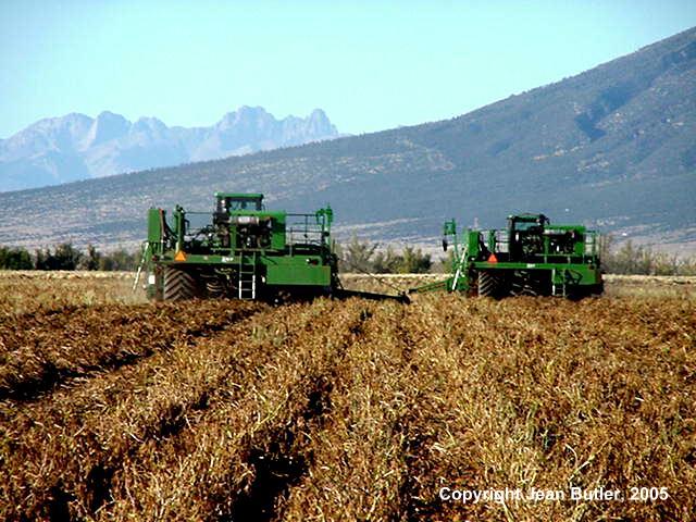 Harvester Digging