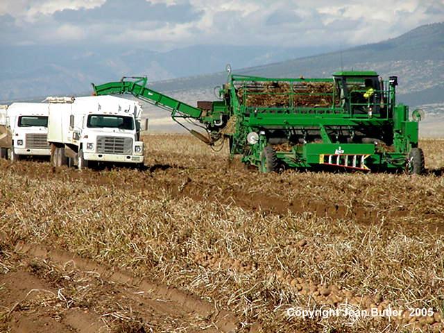 Unloading Potatoes from Harvester to Truck