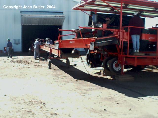 Sorting Potatoes