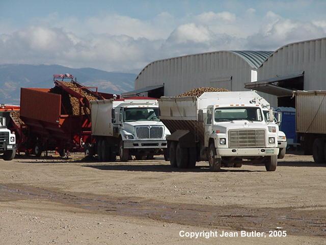 Potato Trucks Unloading