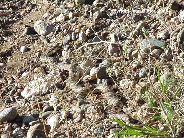 Rattlesnake at the Trestle