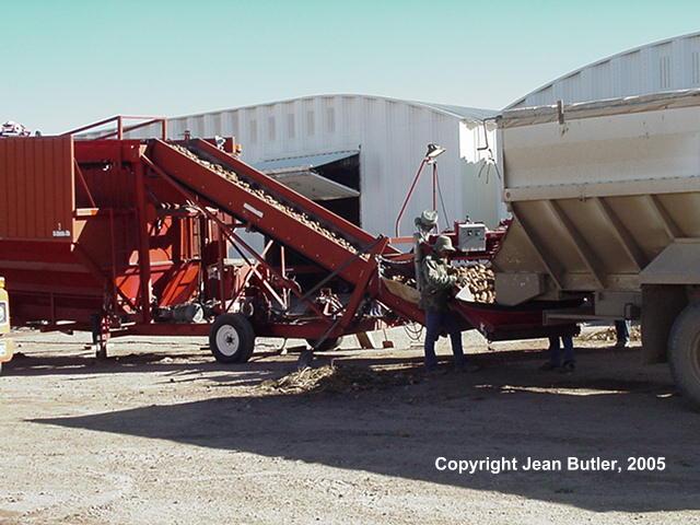 Potato Truck Unloading