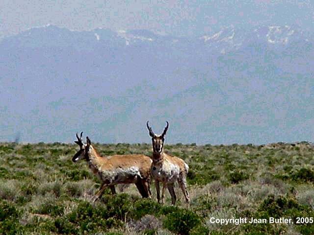 Antelope on the Prairie