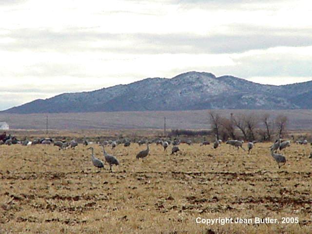 Sandhill Cranes Stop in Field