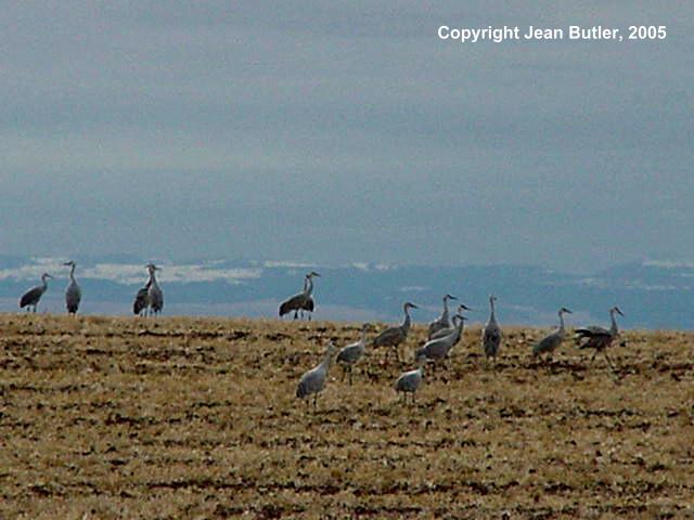 Sandhill cranes stop in local fields during their fall migration