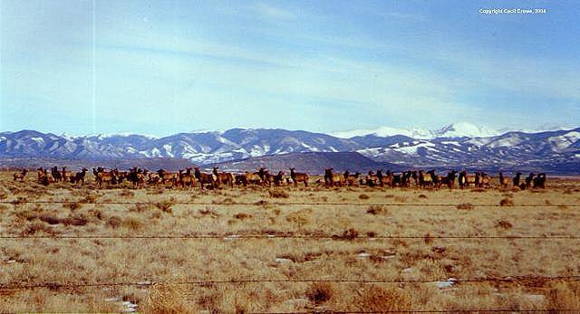 Elk Herd in a Field