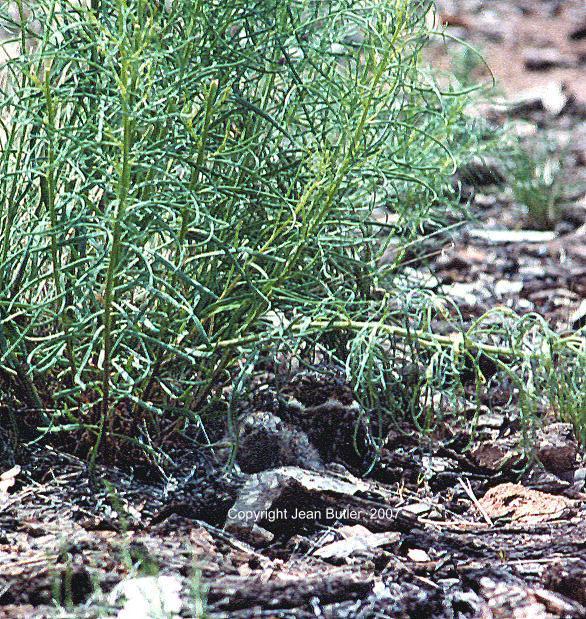 A mother and baby Nighthawk are in a ground nest